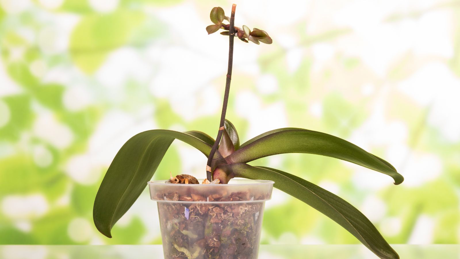Will Your “Dead” Orchid Bloom Again